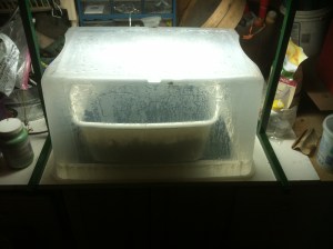 Fruit tree propagation image2