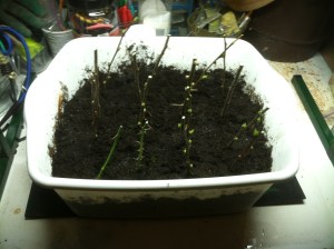 Fruit Tree Propagation image 1